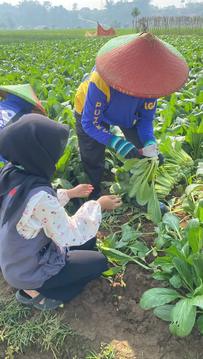 Artikel KKN Universitas Al Ghifari: Mahasiswa KKN Universitas Al-GHifari Melakukan Kunjungan dan Sosialisasi Pada Petani di Lahan Pertanian Sawi Hijau Sebagai Mata Pencaharian Mayoritas di Desa Nagrak