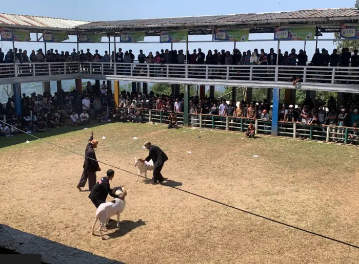 Artikel KKN Universitas Al Ghifari: Meriahnya Tropeo Adu Domba di Desa Cilame, Mahasiswa KKN XV Sagara Pradipa Turut Saksikan Hiburan Rakyat